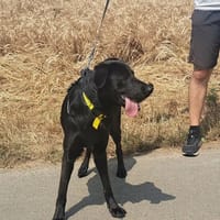 GITAN, chien à adopter