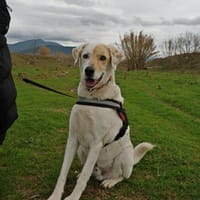 Piratis, chien à adopter
