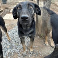 Rita, chienne à adopter
