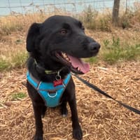 POTOK, chien à adopter