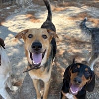 Sullyvan, chien à adopter