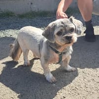 HATIKA, chienne à adopter