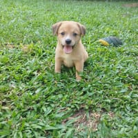 Shelby, jolie, chienne à adopter