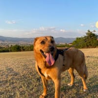 Zeus, chien à adopter