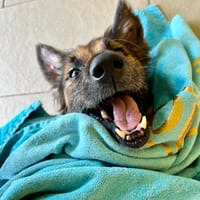 Bobby, un véritable ami, chien à adopter