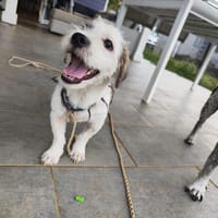 ael, vous donne des ailes, chien à adopter