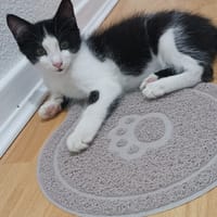 LILA, chatte à adopter