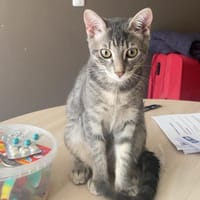 KIRA, chatte à adopter