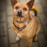Mika, suczka do adopcji