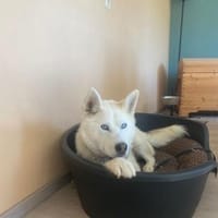❤wunderschöner Keanu❤, Hund zur Adoption