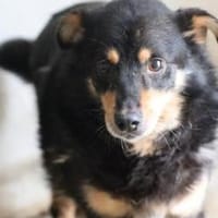 Mel - zutraulich u. verschmust, Hund zur Adoption