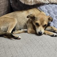 Pixie - Zarte Mama sucht ein Körbchen, Hündin zur Adoption