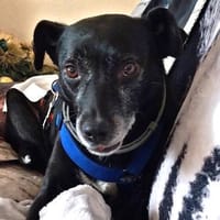 Bella8 sucht ein Zuhause, Hündin zur Adoption