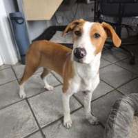 Lua sucht ihre Familie, Hündin zur Adoption