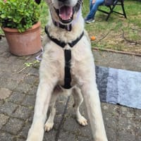 Wilke wartet auf DICH❣❣❣, Hund zur Adoption