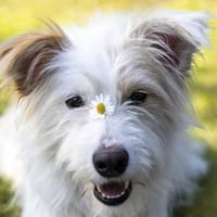 Malena1 sucht ein Zuhause, Hündin zur Adoption