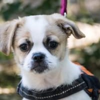 Süße Knutschgugel Candy, Hündin zur Adoption