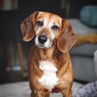 💜Ramona - liebevolle Hündin, Hündin zur Adoption