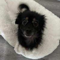 Melissa❣ Sucht ihre Lieblingsmenschen, Hündin zur Adoption