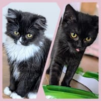 Mariebelle & Galdur, Kater zur Adoption