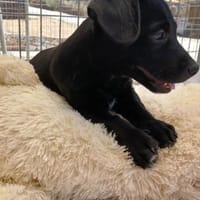 Nolis und Mara suchen ihr Glück, Hund zur Adoption