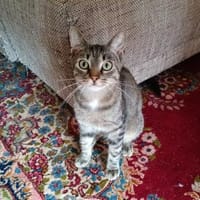Manjo, Kater zur Adoption