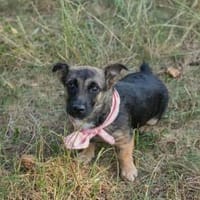 🍀IDA  Kleine Hündin mit großem Charme, Hündin zur Adoption