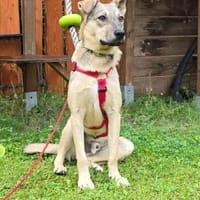 Fredo, jung und verspielt, Hund zur Adoption