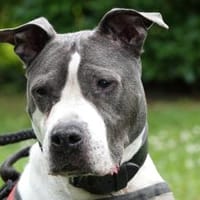 Jane, Hündin zur Adoption