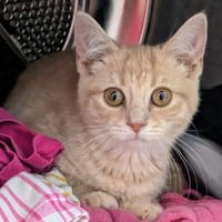 Caius, Kater zur Adoption