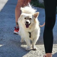 Schmusebacke sucht liebevolles Zuhause, Hund zur Adoption