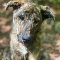 Lieber Sharo sucht ruhiges Zuhause, Hund zur Adoption