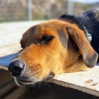 Entspannter Rocky sucht Zuhause, Hund zur Adoption