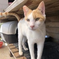 Schnupfnase Eric sucht sein Zuhause, Kater zur Adoption