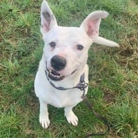 Herzenshund mit Handicap sucht Sie!, Hund zur Adoption