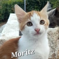 Kleiner Moritz möchte Welt entdecken!, Kater zur Adoption