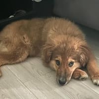 Bolt sucht liebe Hunde-Eltern ✨, Hund zur Adoption