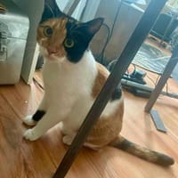 Liebe Lina sucht ein Zuhause, Katze zur Adoption