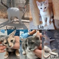 Liebevolle Kätzchen auf Familiensuche, Kater zur Adoption
