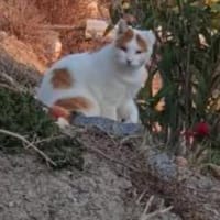 Notfall Jamie sucht liebevolle Familie, Kater zur Adoption
