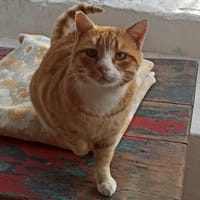 Traumkater Billy sucht Zuhause, Kater zur Adoption