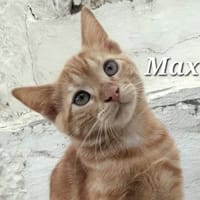 Max der kleine Abenteurer!, Kater zur Adoption