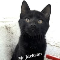 Mr. Jackson der Schmusekater!, Kater zur Adoption