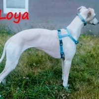 Loya DRINGEND Hilfe gesucht 08/2024 DE, Hündin zur Adoption