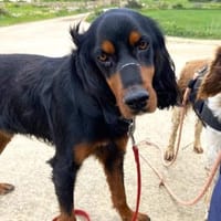 Angelos - Traumkerl sucht Traum-Zuhause, Hund zur Adoption
