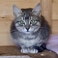 Diesel - Vom Motor direkt ins Herz!, Kater zur Adoption