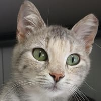 Die zarte Snowflake sucht Zuhause!, Katze zur Adoption