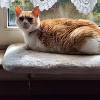 Unsere zarte und verkuschelte Maya, Katze zur Adoption