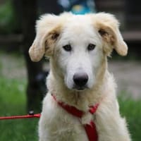Pietro möchte eine Familie finden, Hund zur Adoption