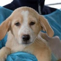 Paola sucht liebe Menschen, Hündin zur Adoption